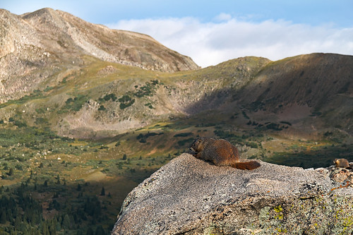 mountain animal landscape colorado unitedstates wildlife places marmot 14er mountyale