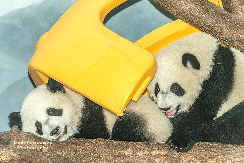 atlanta georgia zoo twins giantpanda zooatlanta lunlun yangyang pandagiant meilun pandatwins giantpandatwins meihuan