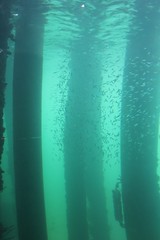 Brusselton Underwater Observatory