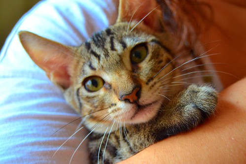 Curro, gatito atigrado pardo dulcísimo y guapo, nacido en Mayo´14 busca hogar. Valencia. ADOPTADO. 14832462201_5944fcc7d4
