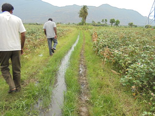 The leachate from the ash ponds of the power plants flows through the cotton fields. Women working in the fields complain of itching and burning sensation of the skin.