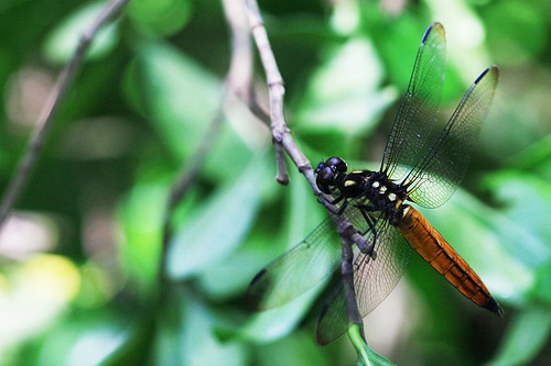 樹穴蜻蜓，圖片來源：黃裕文