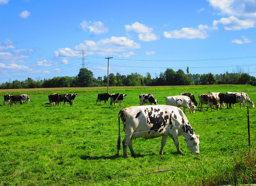 rural cattle cows michigan farm country farming pasture ag agriculture dairy dairybarn ruralamerica brucetownship dairycows