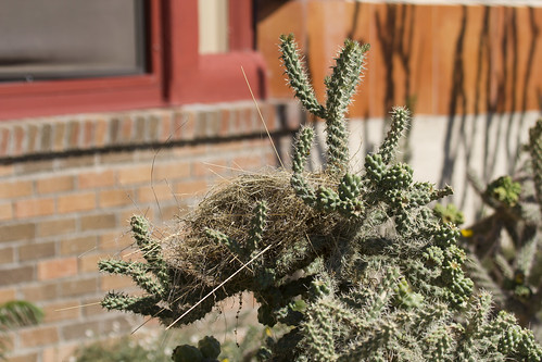 arizona cactus nest cactuswren canont2i