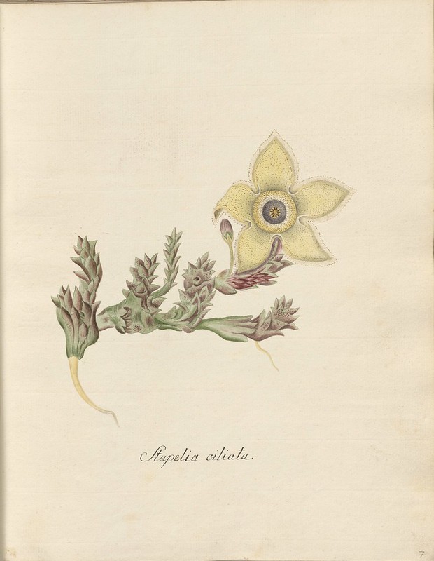 botanical watercolour sketch