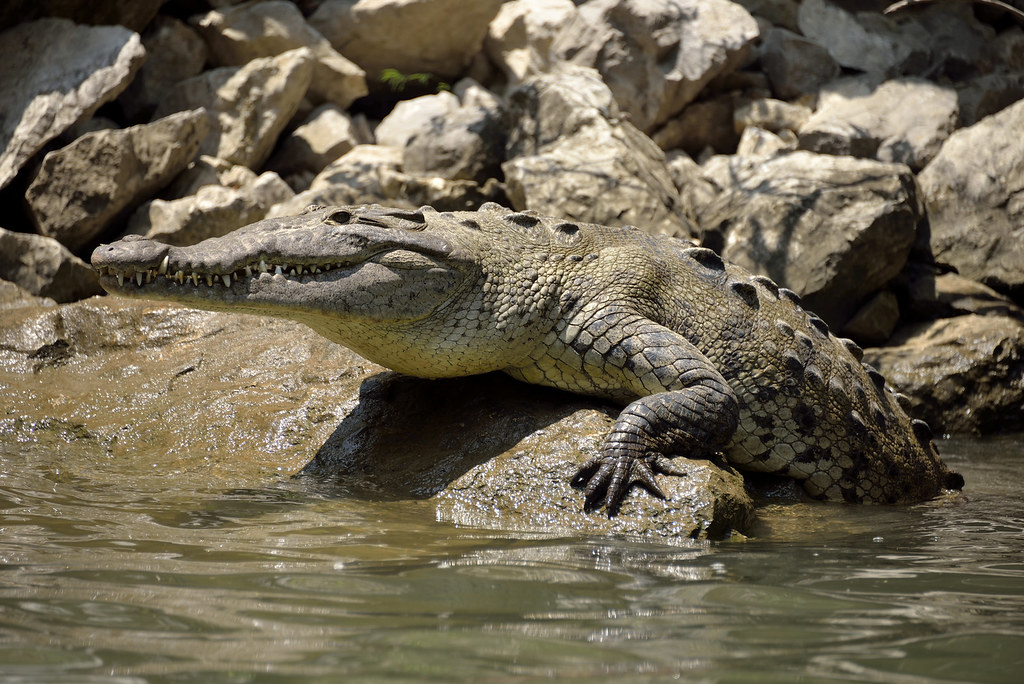 Crocodile dans le Canyon du Sumidero