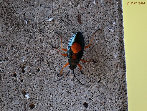 borderedplantbug bug insect labordayweekend largussuccinctus louisiana nachitoches truebug vacation zeesstof