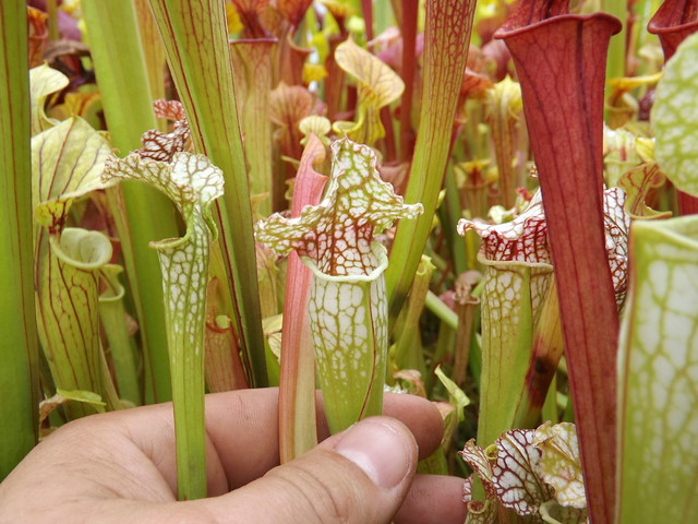 Les sarracenia hybride seedling  14493171538_80afe080ed_z