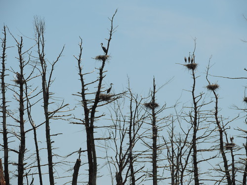 Heron nests