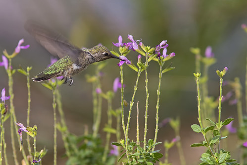 bird hummingbird ave colibrí annashummingbird calypteanna colibrídeanna