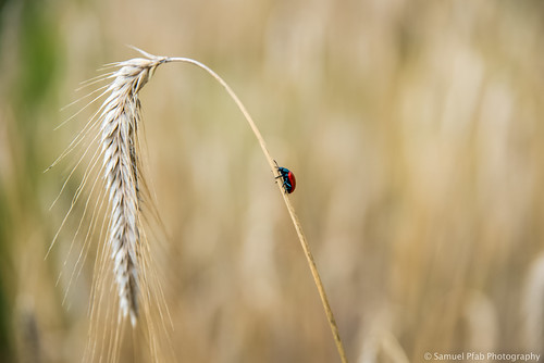 nature bug insecte blé