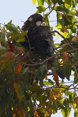 Cacatuidae - Carnaby's Black-Cockatoo