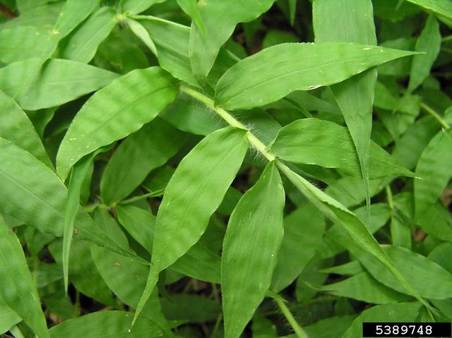 Wavyleaf basketgrass has a distinct wavy pattern on its leaves. Virginia State Parks