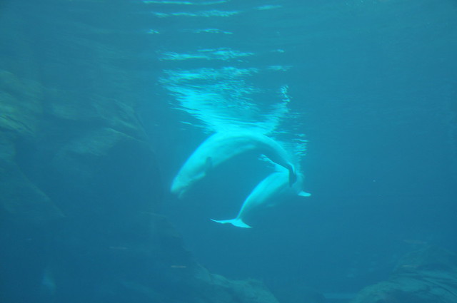 24_Georgia Aquarium
