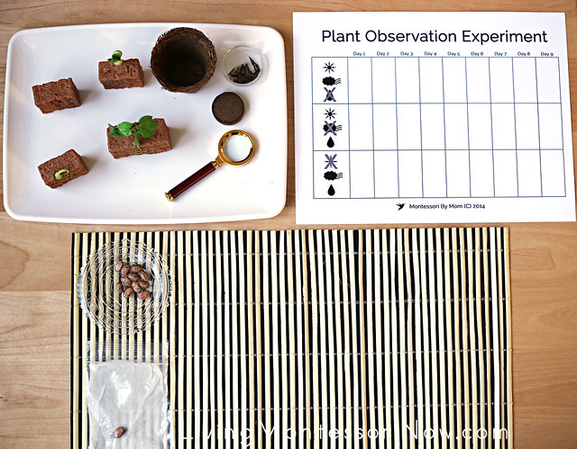 Plant Life Stages and Observation Activities