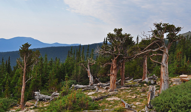 Pinus aristata - Mt. Goliath Natural Area (38)