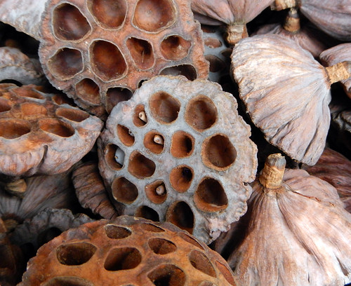 Shopping for Lotus Seed Pods in Chatuchak Market