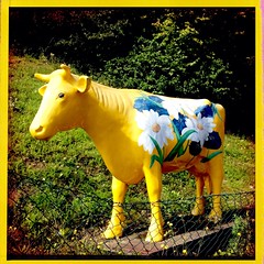 Mellow yellow #cow #painted #HFZ_challenge_14 #colour