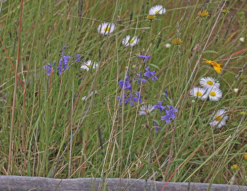 flower snowlake nm campanulaceae wildflower lobelia 2014 asterales asterids catronco apachebluebelllobelia bluebelllobelia lobeliaanatina bluelobeila southwesternbluelobeila