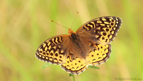 ontario butterfly conservationarea longsault clarington longsaultconservationarea cloca sandragilchrist