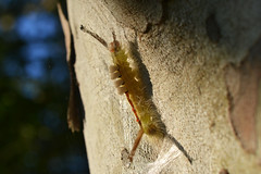 White-marked Tussock Moth (Orgyia leucostigma) Caterpillar