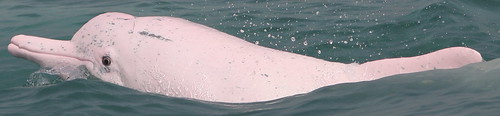 TW-01白海豚健康時的模樣。媽祖魚保育聯盟提供。
