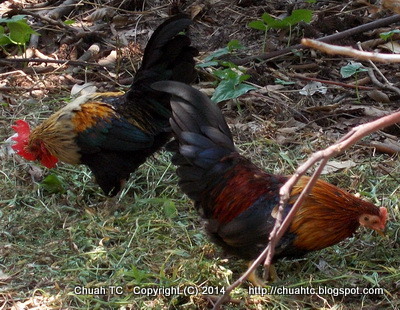 Serama Chickens - Rooster And Hen