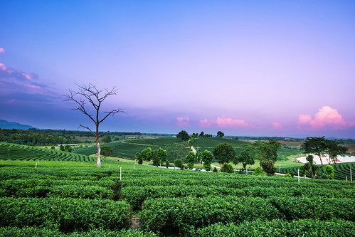 china travel mountain plant tree green nature beautiful field japan season landscape countryside leaf spring scenery asia tea drink terrace outdoor farm hill grow scene row farmland fresh cameron plantation land tropical organic agriculture tranquil cultivation agricultural chiangrai chouifong