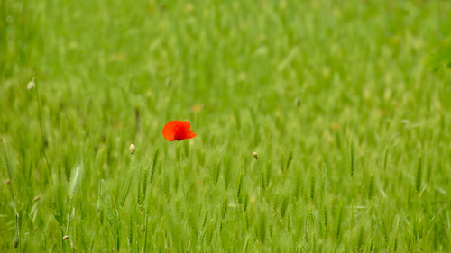 red green poppy wheatfield