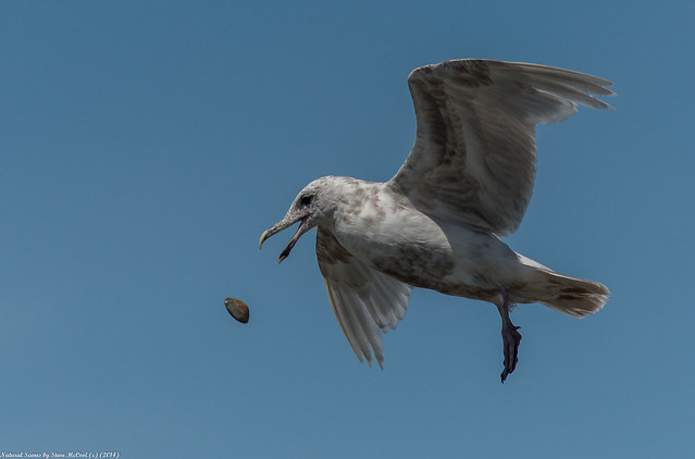 Seagull Dropping Clam