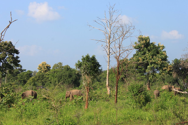 20130115_7177-safari-elephants