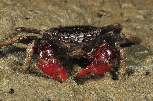 台灣新紀錄光滑新脹蟹（圖片來源：海洋博物館）