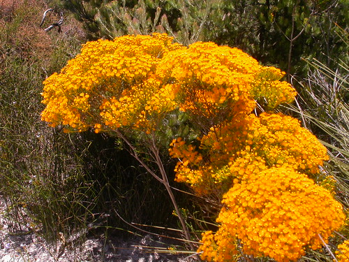 wildflowers verticordianitens mooreriver westernaustralia yellow geo:country=australia