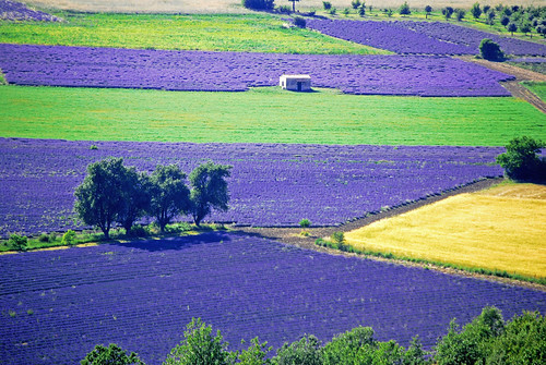 lavender provence lavande champ sault vaucluse aurel lavenderfield champdelavande