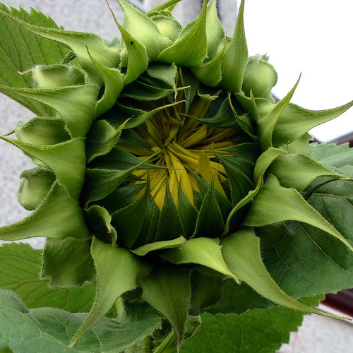 Sunflower.  Looking forward to eating the seeds.