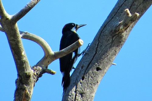 bird birds colorado beulah acornwoodpecker beulahmountainpark