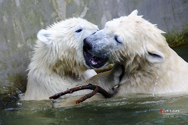 Eisbärenzwillinge Nela&Nobby 2014_08_29 478