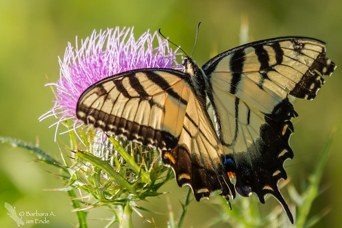 usa butterfly wings md maryland august tattered indianhead tigerswallowtail 2014 papilioglaucus barbaraamende barbaraaamende barbaraanneamende squirrelgirll