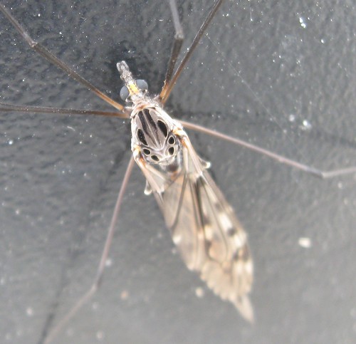 Crane-fly, Monticello WI