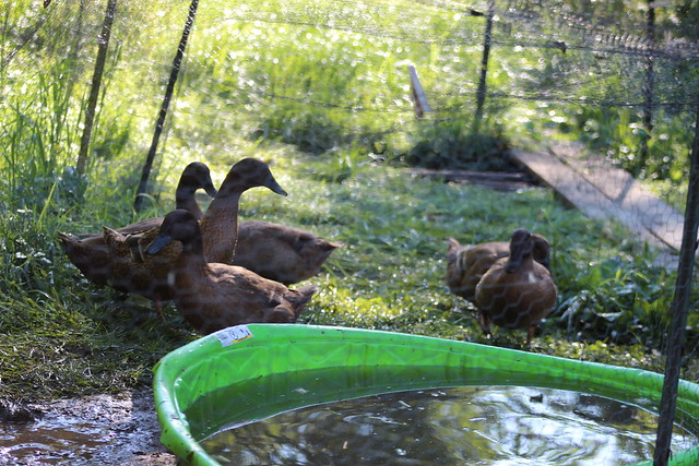 the ducks one summer evening