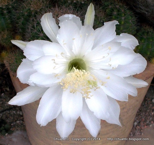White Cactus Flower Taken At About 8am