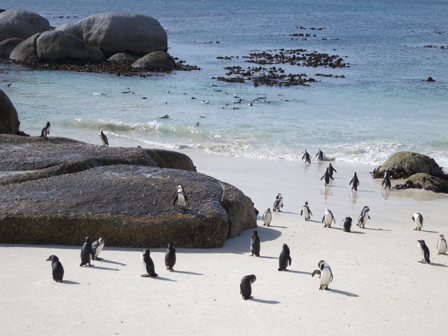 Muizenberg, Boulders Y Cape Point. - Sudáfrica 2014: Ballenas Y 8 Días En Kruger (4)