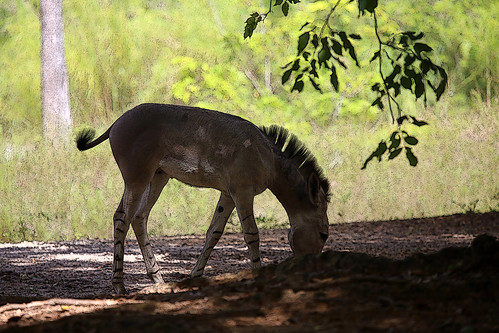 photosx equus flowersx googlex africanus redx animalx africax catx explored photox petx artx bluex skyx cutex treesx geotaggedx parkx naturex greenx waterx flowerx flyingx safarix photographyx livex macrox zoox gardenx familyx somalicus nikonx birdsx birdx partyx canonx zebrax landscapex lionx leavesx catsx wildlifex insectx floridax sunsetx animalsx seagullx feathersx elephantx yahoox elephatsx