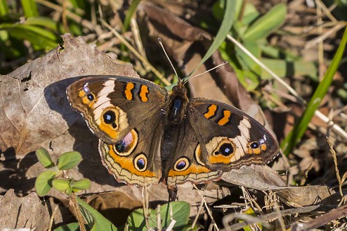 butterfly commonbuckeye junoniacoenia metamora indiana