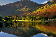 The Buttermere pines