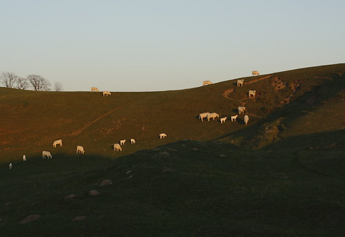 sunset sun sunlight sol canon eos photo foto cattle hills österlen solnedgång kullar solsken boskap