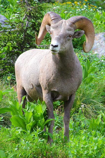 IMG_7259 Bighorn Sheep, Grinnell Glacier Viewpoint Trail