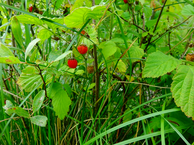 Raspberries growing on the trail