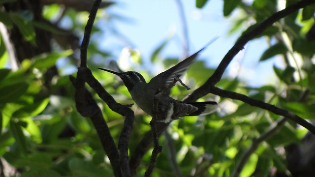 blue-throated hummingbird