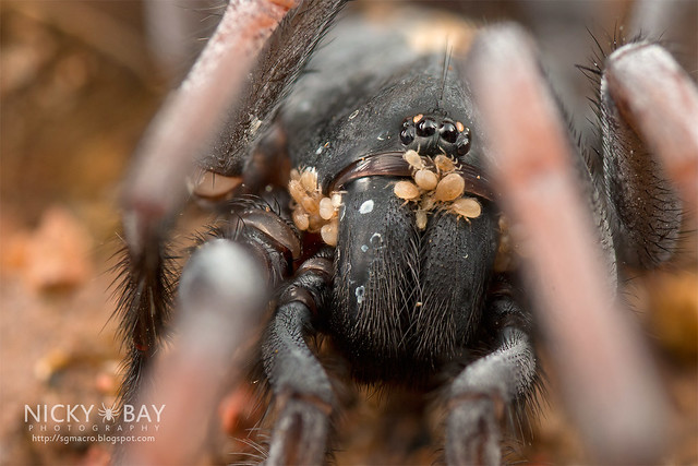 Tube Trapdoor Spider (Damarchus workmani) - DSC_2332